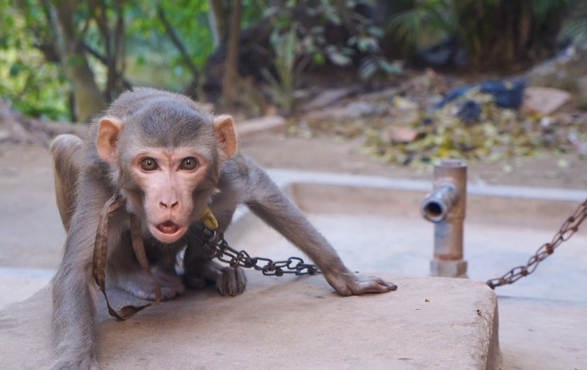 Маймуна-алкохолик ще прекара остатъка от живота си зад решетките