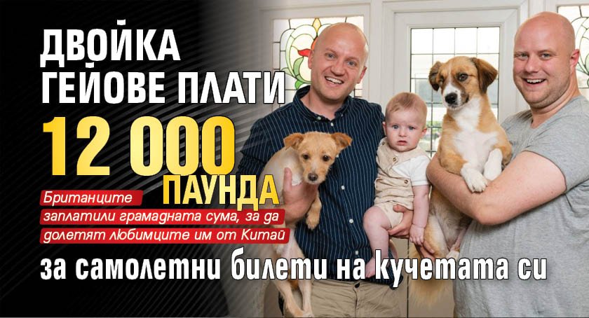 Двойка гейове плати 12 000 паунда за самолетни билети на кучетата си