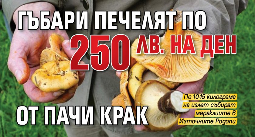 Гъбари печелят по 250 лв. на ден от пачи крак