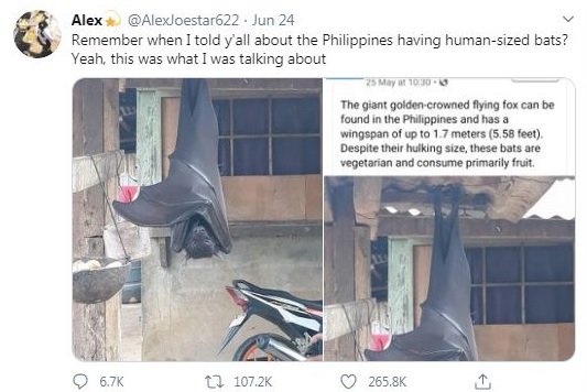 Прилеп с човешки ръст уплаши Филипините