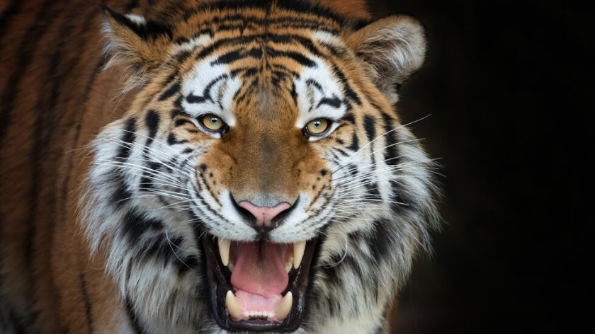 Сибирски тигър уби пазач в зоопарк в Швейцария