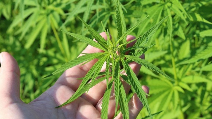 Откриха три ниви с марихуана в Кюстендилско