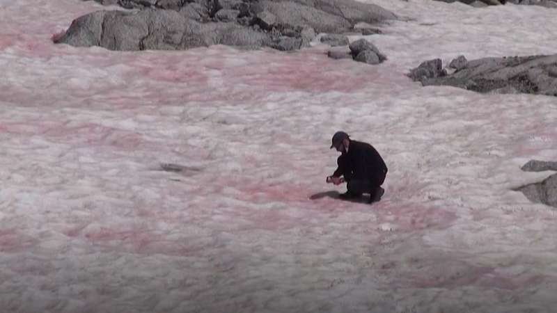 Розов ледник се появи в Алпите