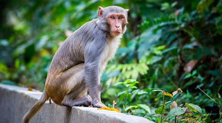 Тайланд тества ваксина срещу COVID-19 върху маймуни