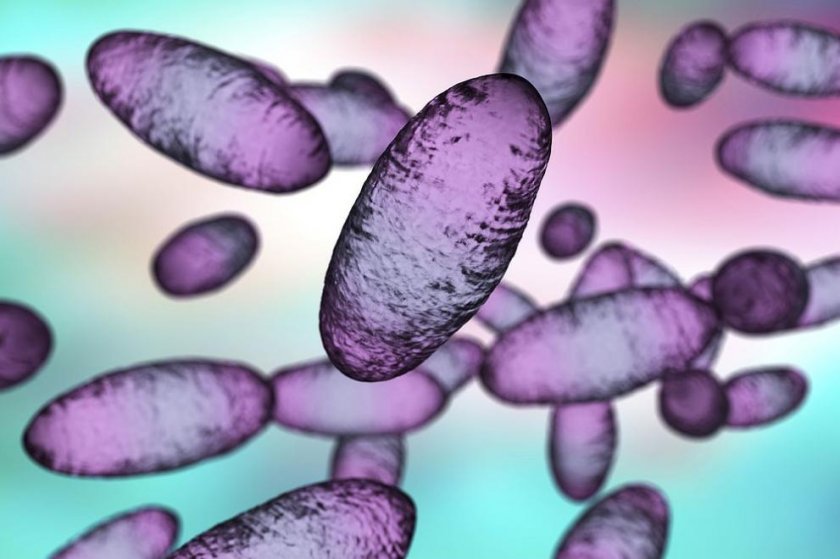 Носи ли бубонната чума риск от нова епидемия? 