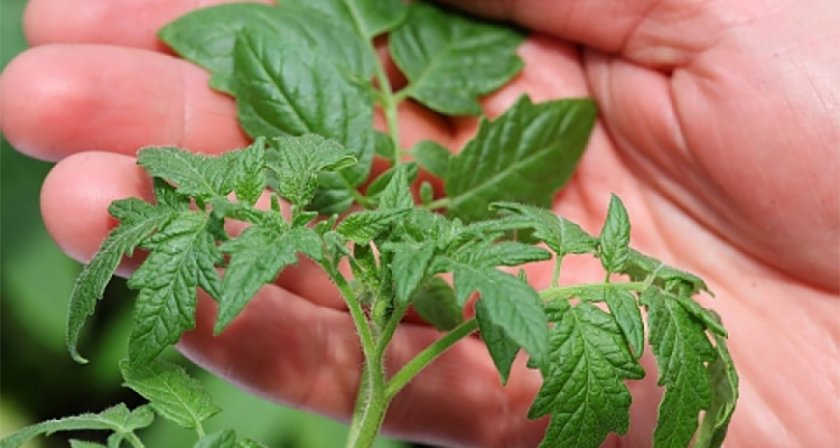 Учени посочиха зеленчука, който предотвратява рак