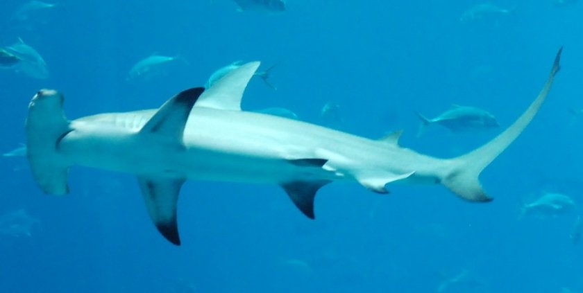 Международен скандал заради 30 акули, загинали в плен