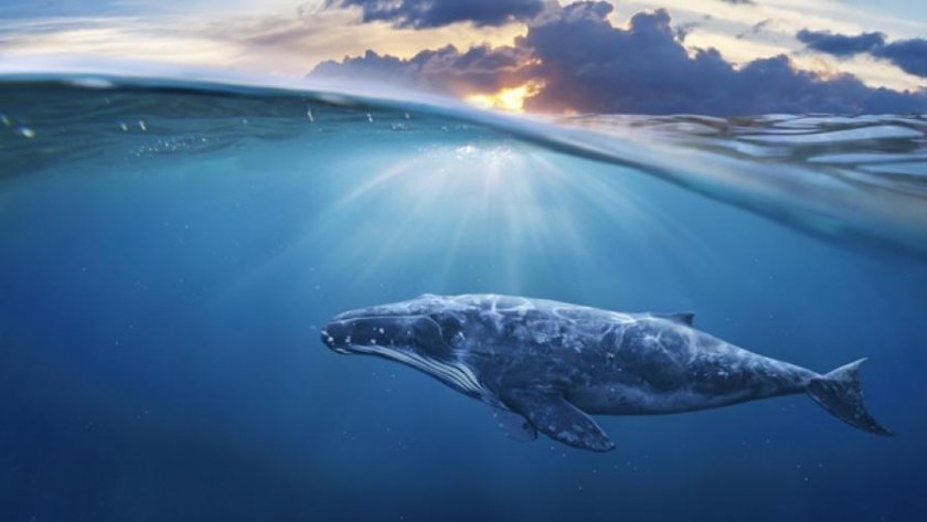 Китовете измират от затоплянето на арктическите води