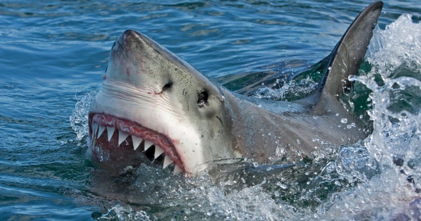 Невиждано: Голяма бяла акула изплува в протока Лонг айлънд