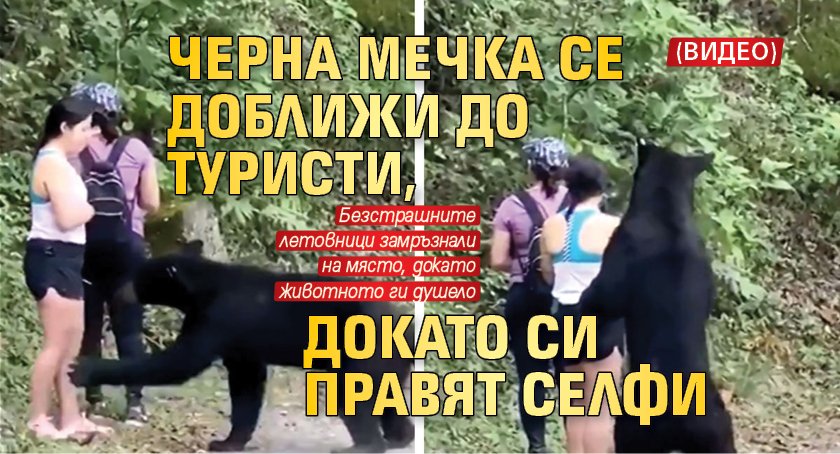 Черна мечка се доближи до туристи, докато си правят селфи (ВИДЕО)