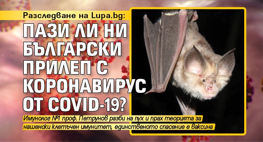 Разследване на Lupa.bg: Пази ли ни български прилеп с коронавирус от COVID-19?