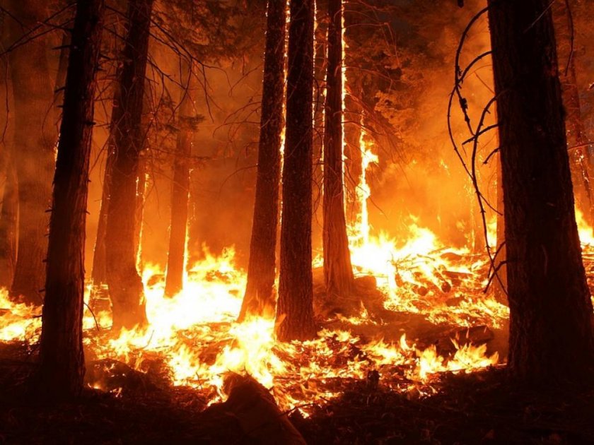 1000 дка гора стана на пепел край Симеоновград