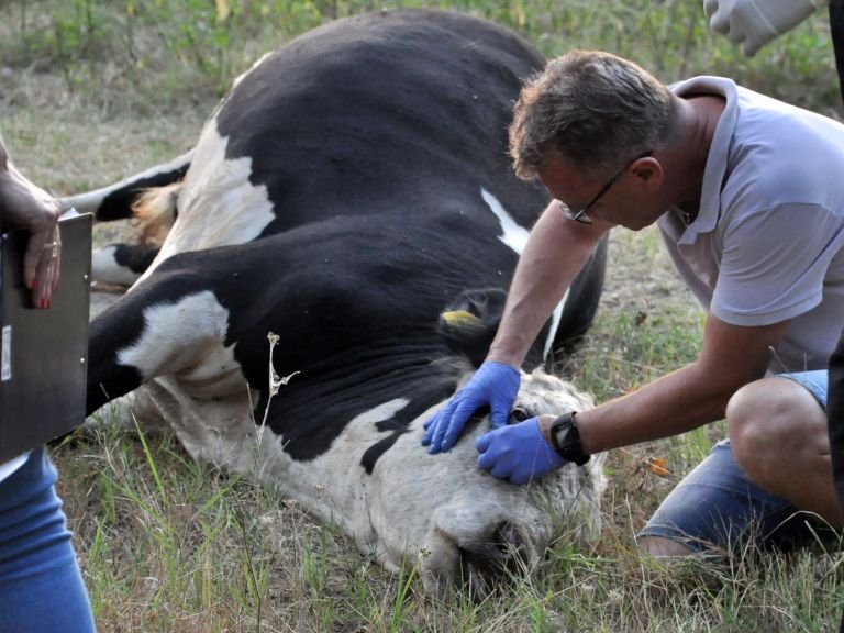 37 000 лева обезщетение за собственика на отровените крави