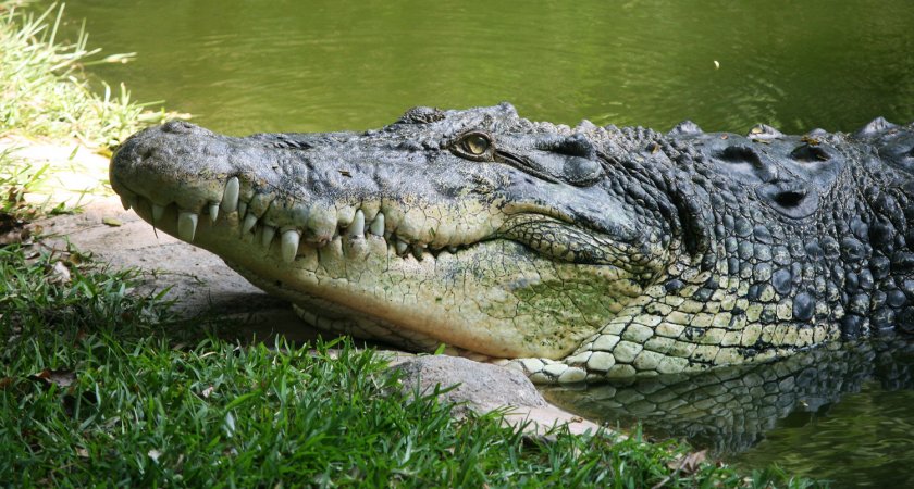 Млад мъж се изкъпа в река, изяде го крокодил