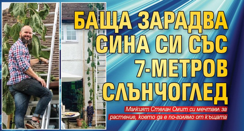 Баща зарадва сина си със 7-метров слънчоглед (СНИМКИ)