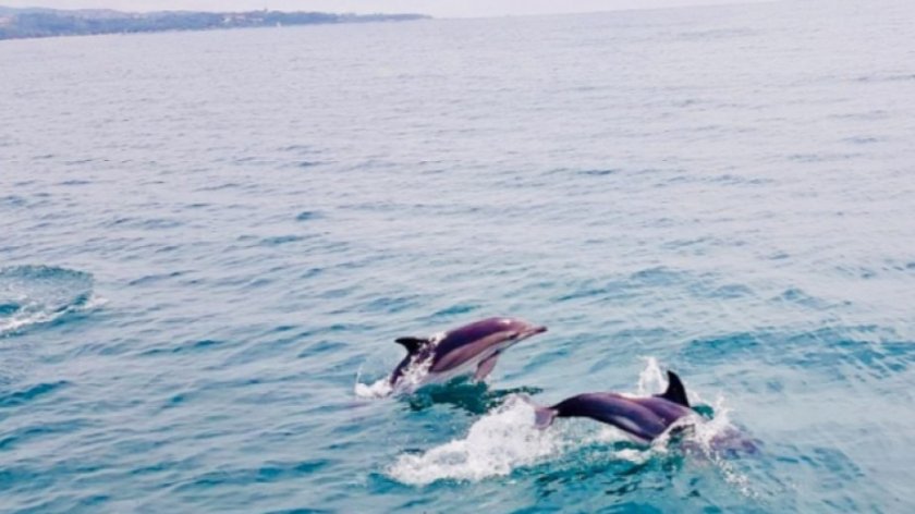 Делфини зарадваха плажуващи в Бяла