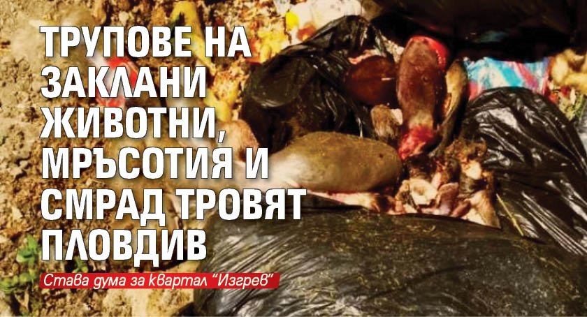 Трупове на заклани животни, мръсотия и смрад тровят Пловдив