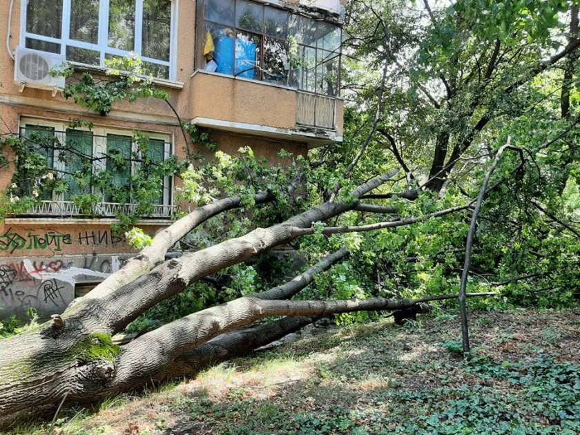 Разчистват съборени от бурята дървета в София (СНИМКИ)