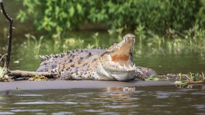 Отплата: Крокодили изяли прочут бракониер