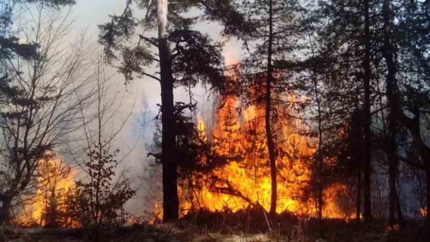 Пороят спаси 3000 дка борова гора от изпепеляване