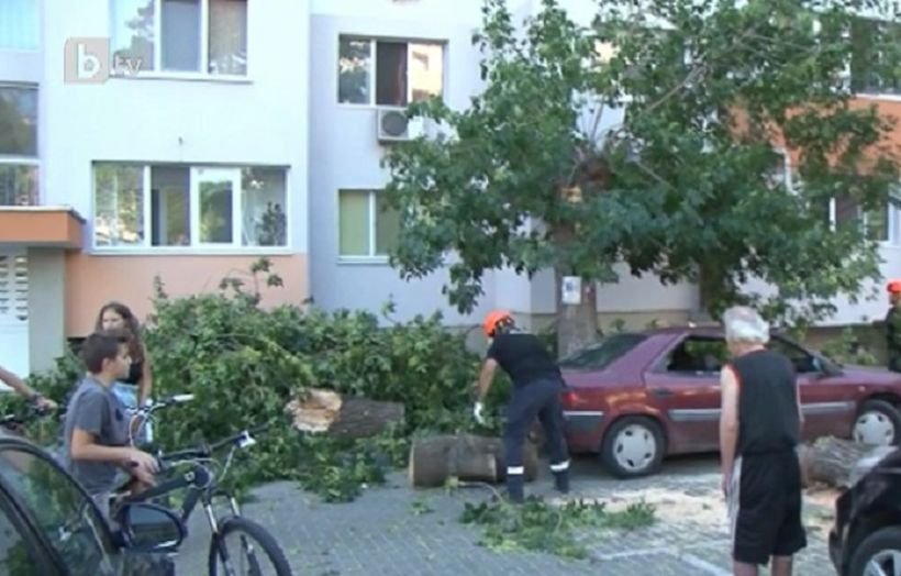 Дърво падна върху шест коли в Бургас