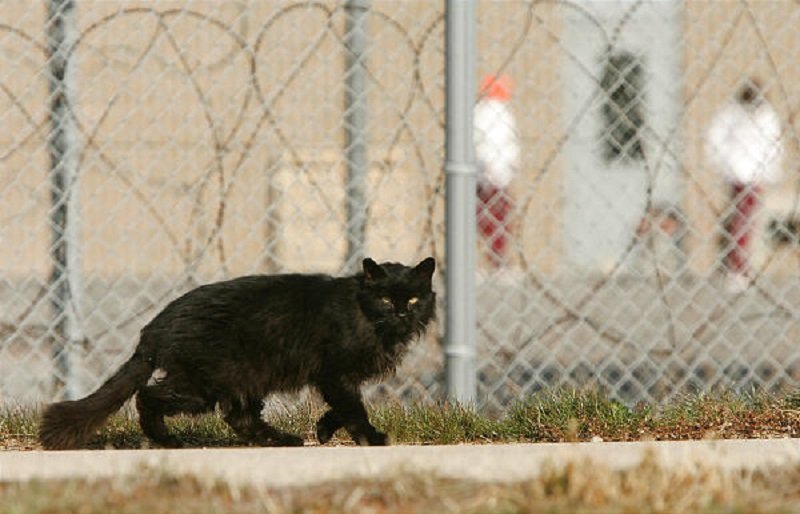 Котка-наркотрафикант се измъкна от затвора