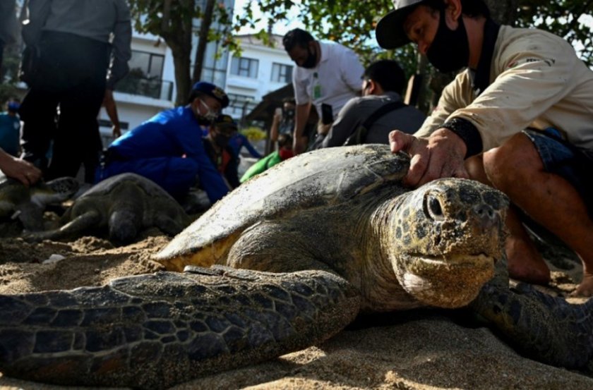 Пуснаха на свобода гигантски костенурки в Бали