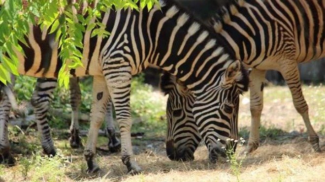 Столичният зоопарк се сдоби с нови зебри