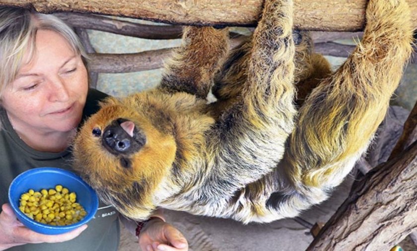 Почина най-старият ленивец в света