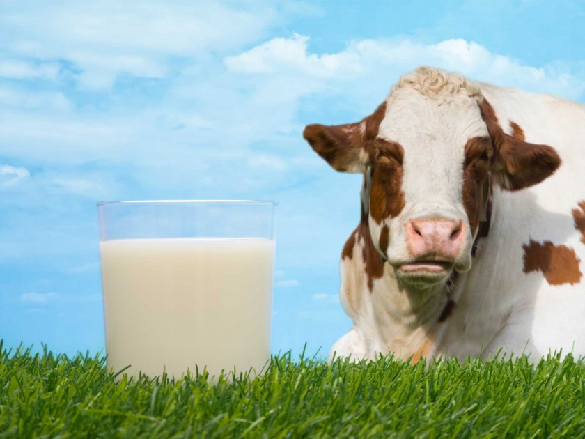 Кое е полезното мляко – А1 или А2?