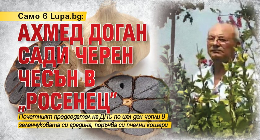 Само в Lupa.bg: Ахмед Доган сади черен чесън в „Росенец”