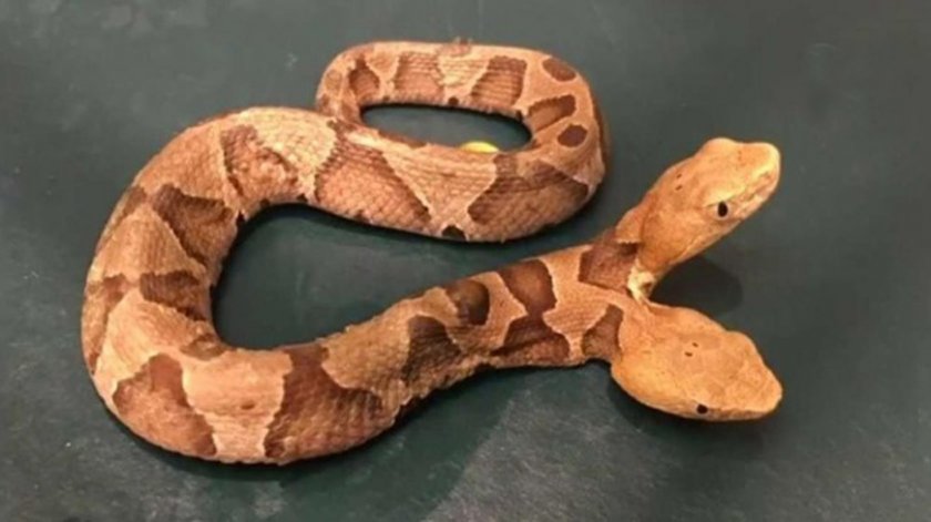 Откриха смъртоносна змия с две глави (ВИДЕО)