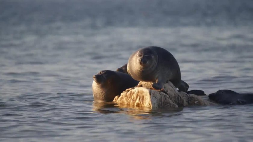 Стотици тюлени се разхлаждат в Байкал (ВИДЕО)
