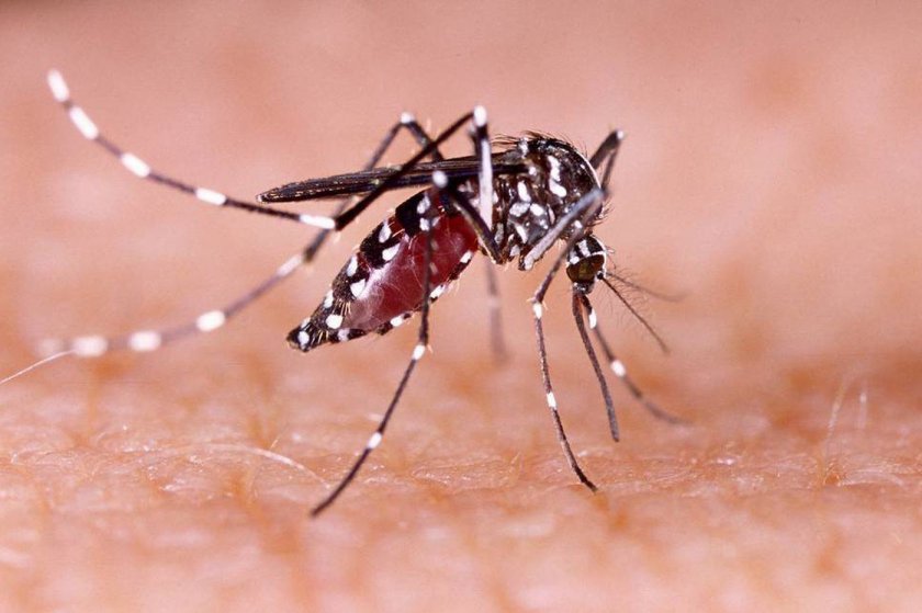 Спрей за комари пази от коронавируса