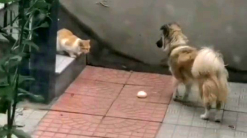 Грижовно куче нахрани бездомно коте