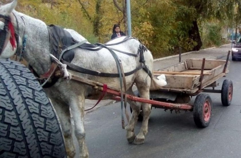 Каруца отне предимство, водачът й е с опасност за живота