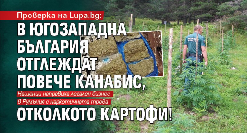 Проверка на Lupa.bg: В Югозападна България отглеждат повече канабис, отколкото картофи!