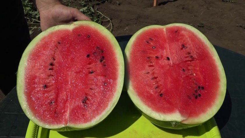 Внимание! Динята - убиец при бъбречна недостатъчност