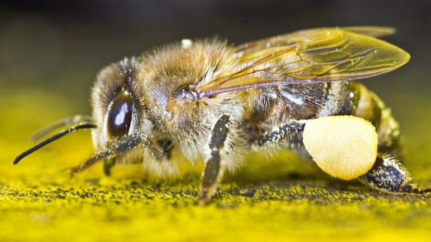 Джиесемите избиват насекомите в Европа?