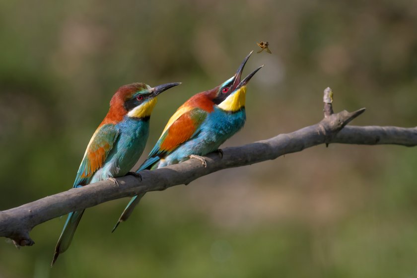 Отбелязват Европейските дни на птиците в Южния парк