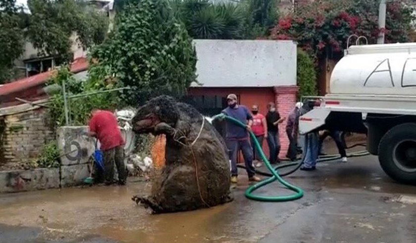 Извадиха плъх с човешки ръст от канализация в Мексико