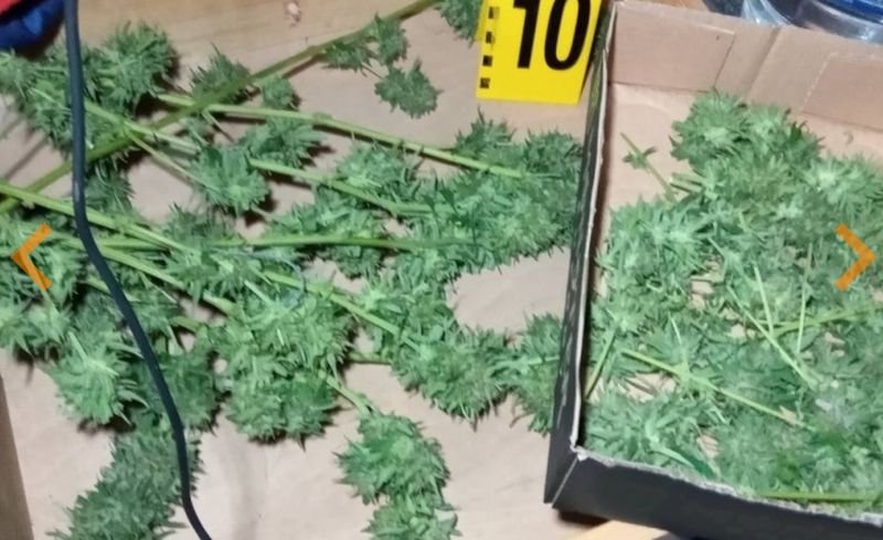 Разкриха домашна оранжерия за марихуана в Сърнино (СНИМКИ)