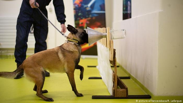 Кучета надушват пациенти с COVID-19 на летище в Хелзинки 