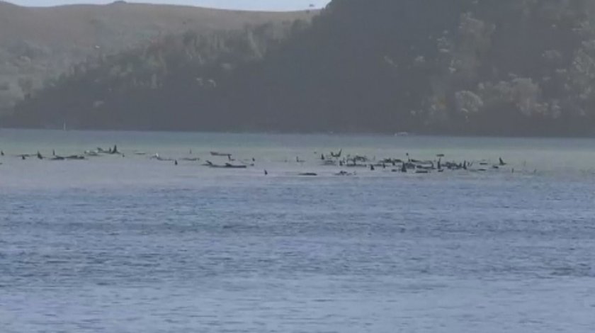 Трагедия: 380 от заседналите край о. Тасмания китове са мъртви