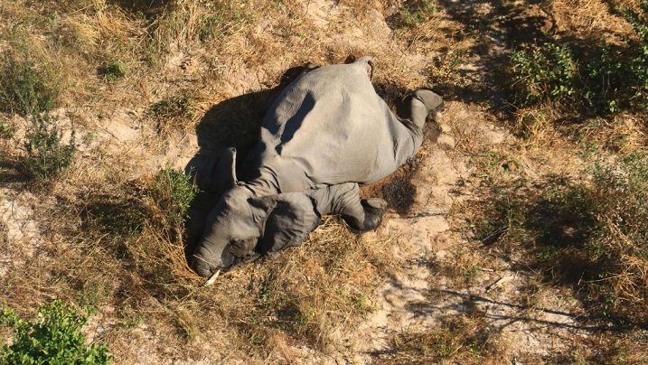 Глобалното затопляне убива слоновете
