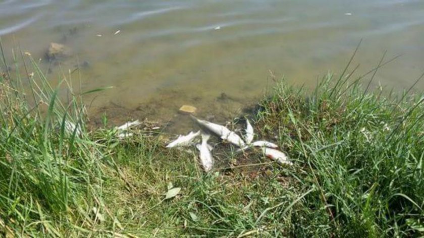 РИОСВ проверява сигнали за умряла риба в Марица край "Неохим"