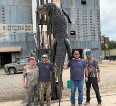 4-метров алигатор уловиха на езерото Мичиган