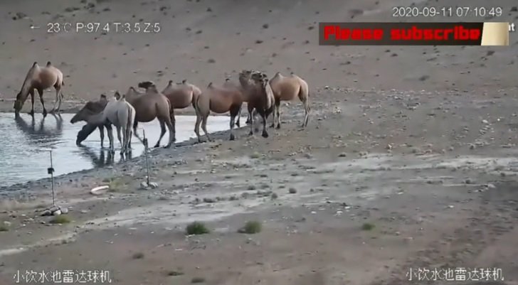Бяла камила се появи в Китай (ВИДЕО)