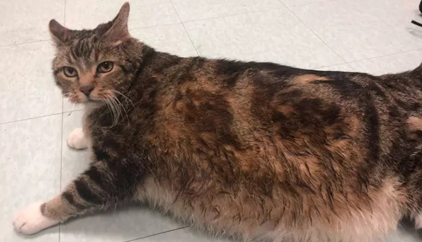 Поставиха на диета котка с тегло на 3-годишно дете