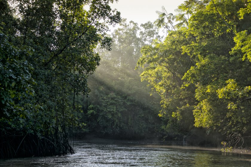 40% от горите на Амазонка може да се превърнат в савана 